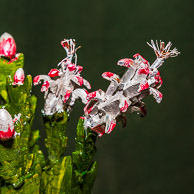 Bill Foster GRH_20170107_Turning_048.jpg