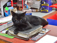 Shop Cat- Jul 2016 DP_20160716_Findley_036.jpg