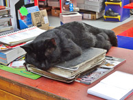 Shop Cat- Jul 2016 DP_20160716_Findley_037.jpg