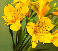 Dave Townes GRH_20150523_Turning_081.jpg